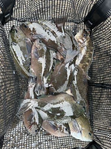 グレの釣果