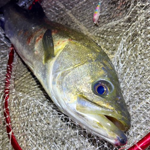 スズキの釣果