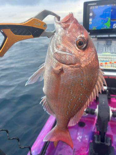 マダイの釣果