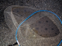 ツバクロエイの釣果