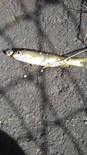 アブラハヤの釣果