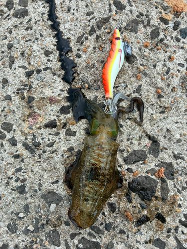 アオリイカの釣果