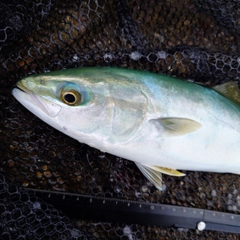 ツバイソの釣果