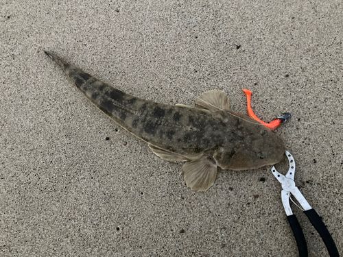 マゴチの釣果