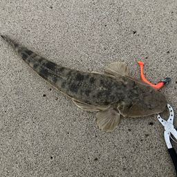マゴチ