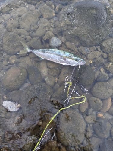 ツバスの釣果
