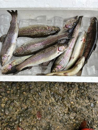 ニジマスの釣果