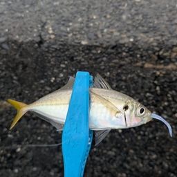 アジ