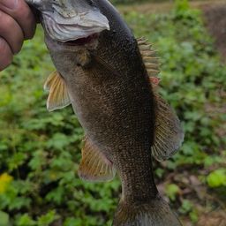 スモールマウスバス