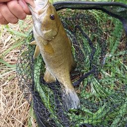 スモールマウスバス