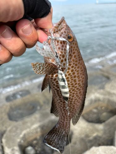 オオモンハタの釣果