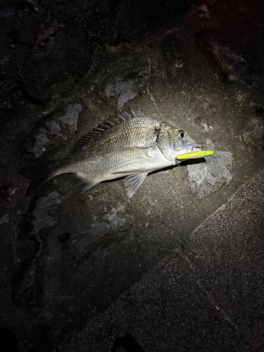 ミナミクロダイの釣果