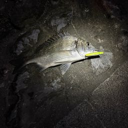 ミナミクロダイ