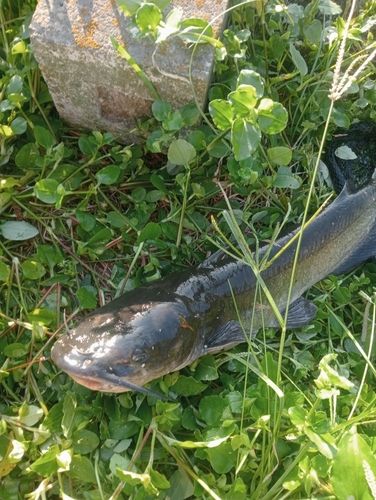 アメリカナマズの釣果