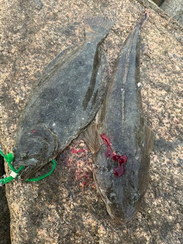 ヒラメの釣果