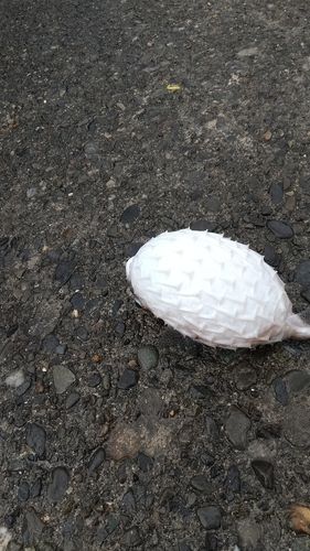 イシガキフグの釣果