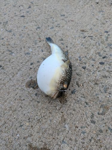 フグの釣果