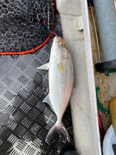 ネリゴの釣果