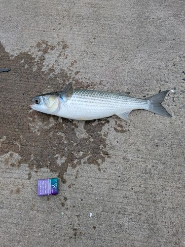 ボラの釣果