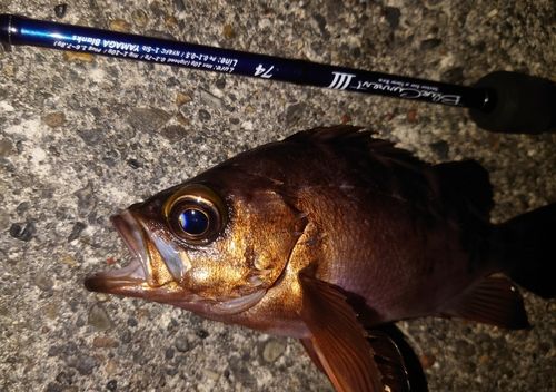 メバルの釣果