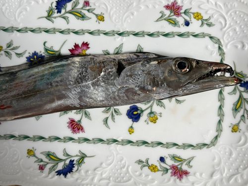タチウオの釣果