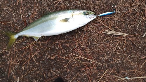 タチウオの釣果