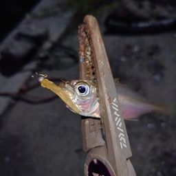 アジ