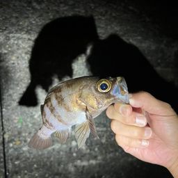 メバル