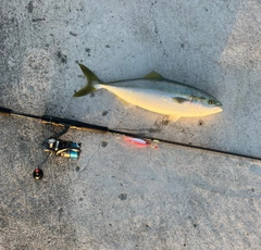 フクラギの釣果