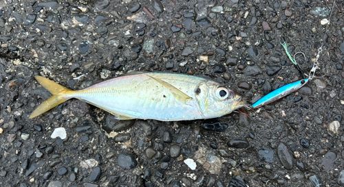 マアジの釣果