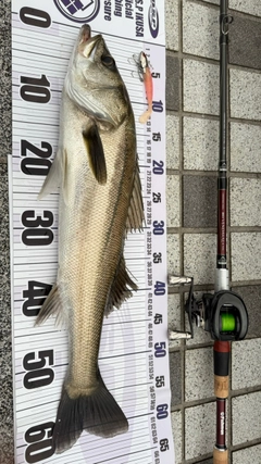 シーバスの釣果