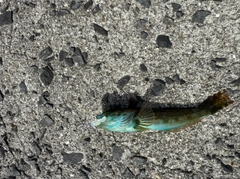 アナハゼの釣果