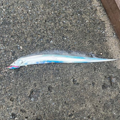 タチウオの釣果