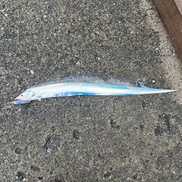タチウオ