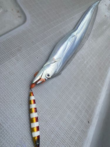 タチウオの釣果