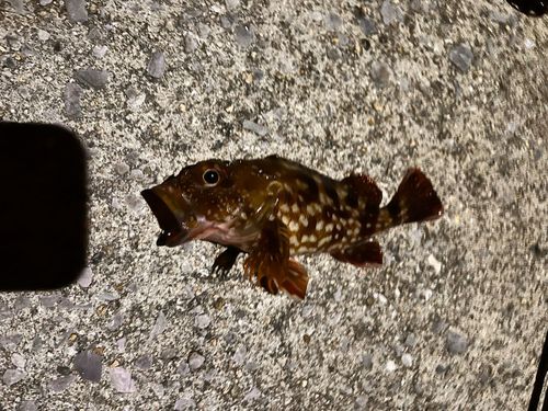カサゴの釣果