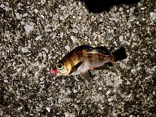 メバルの釣果