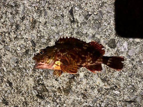 カサゴの釣果