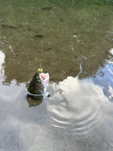 ニジマスの釣果