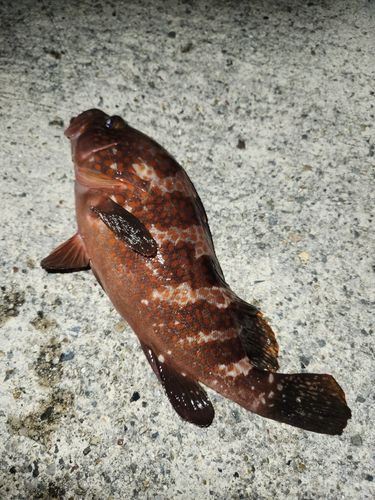 伊勢湾湾奥