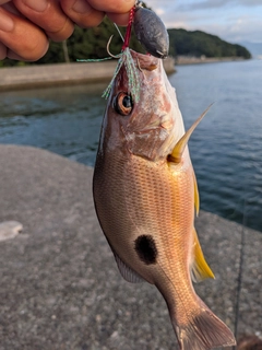 クロホシフエダイの釣果