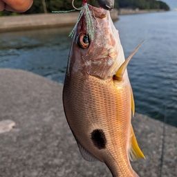 クロホシフエダイ