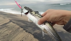 サゴシの釣果