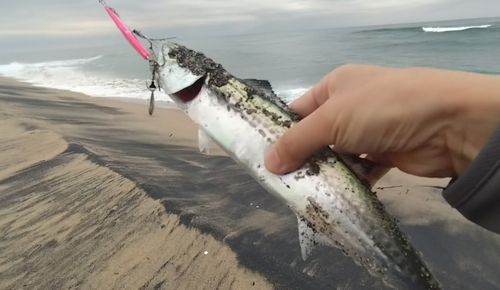 サゴシの釣果