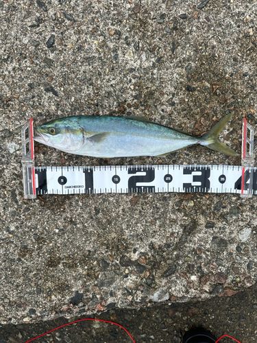 ツバイソの釣果