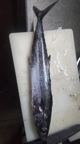 サゴシの釣果