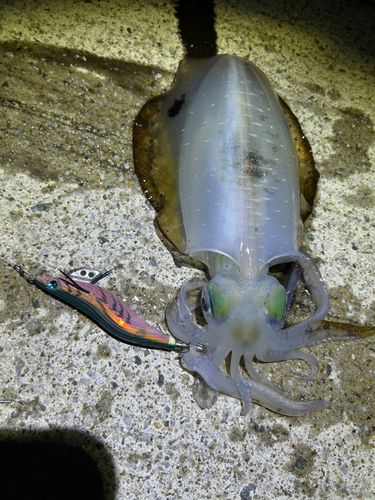 アオリイカの釣果