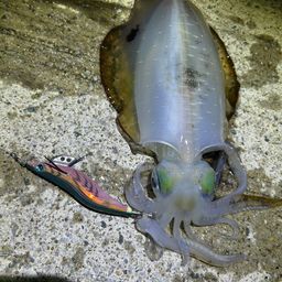 アオリイカ