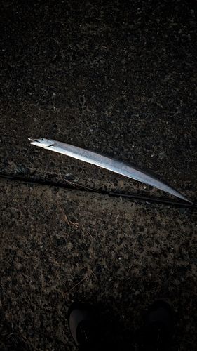 タチウオの釣果