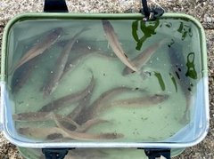 シロギスの釣果